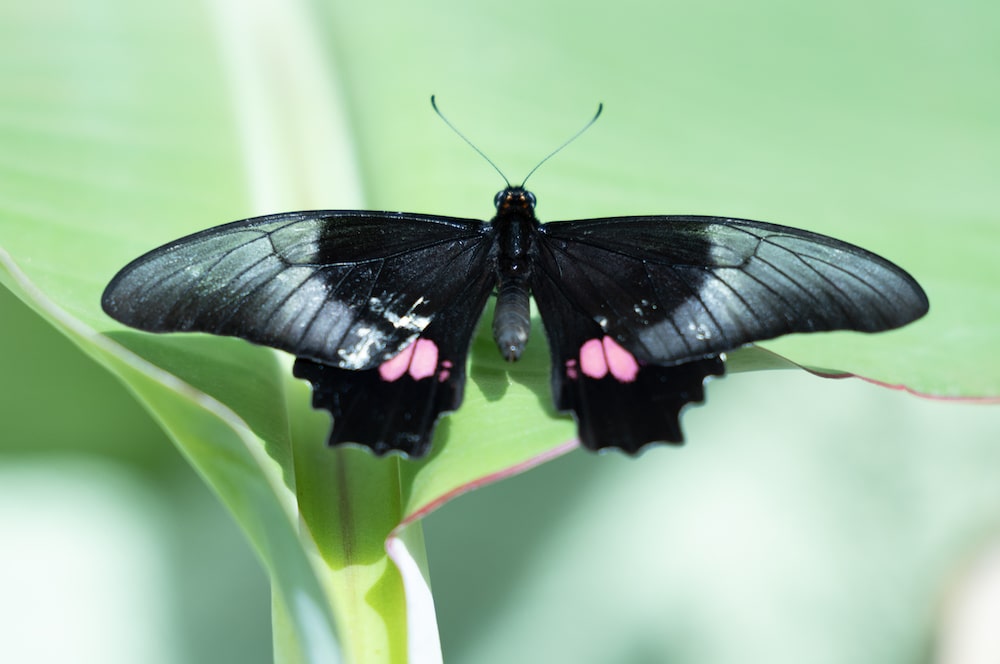 Borboleta pousada em uma planta no Borboletário Municipal